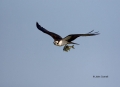 Osprey;Pandion-haliaetus;curved-beak;hunter;hunters;raptor;raptors;talon;talons;